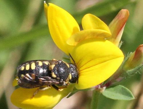 Réf. 212 064 : Anthidiellum strigatum